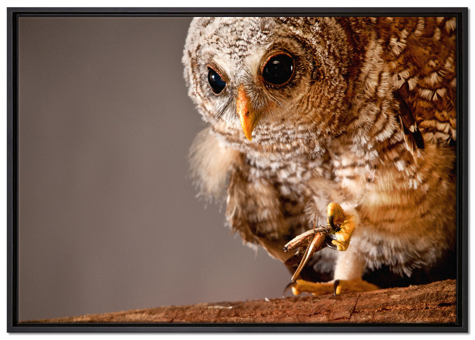 Eule auf Leinwandbild gerahmt Größe 100x70