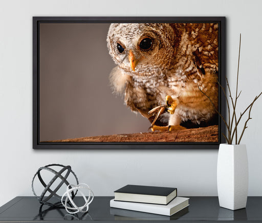 Eule auf Leinwandbild gerahmt mit Kirschblüten