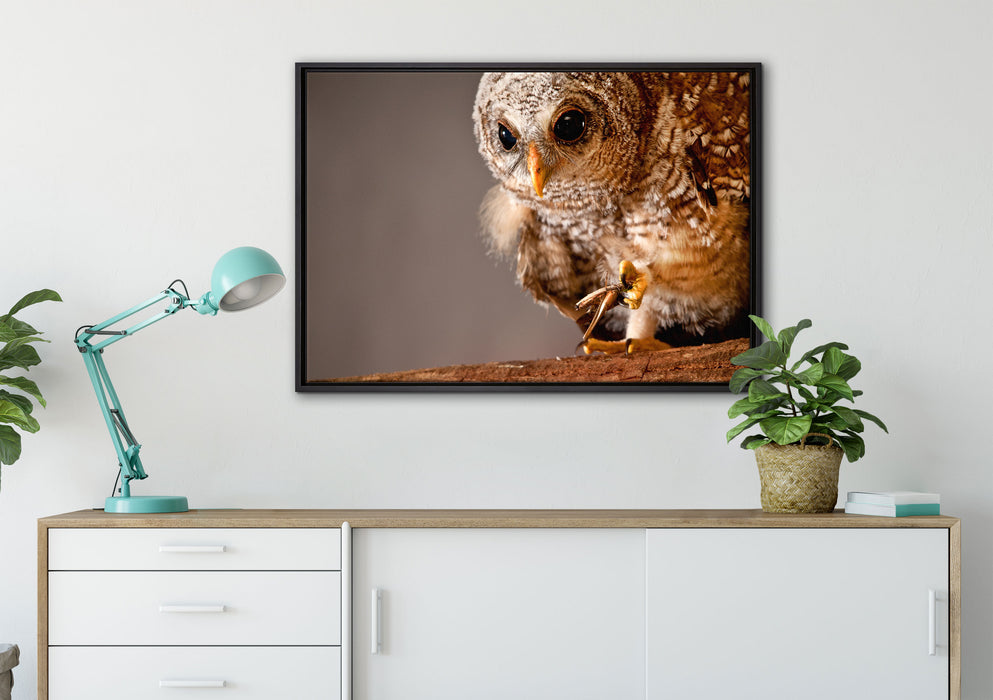 Eule auf Leinwandbild gerahmt verschiedene Größen im Wohnzimmer