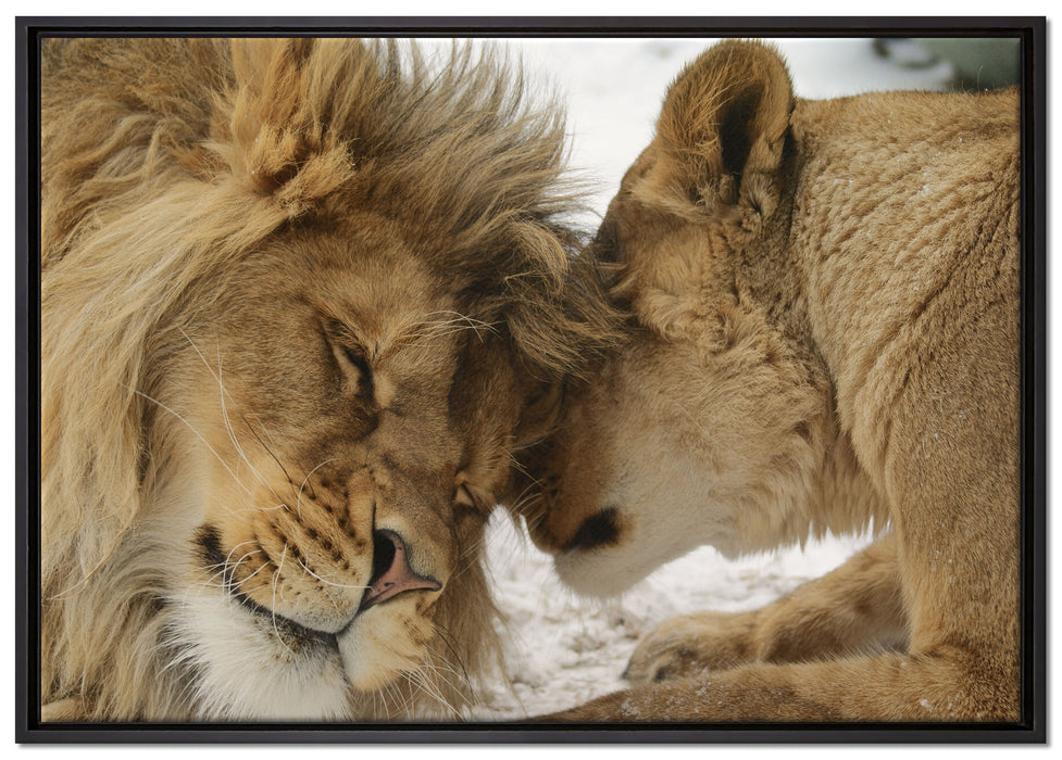 Kuschelnde Löwen auf Leinwandbild gerahmt Größe 100x70