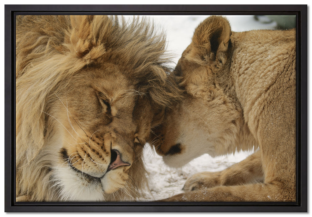 Kuschelnde Löwen auf Leinwandbild gerahmt Größe 60x40