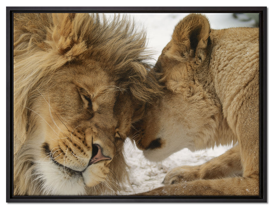 Kuschelnde Löwen auf Leinwandbild gerahmt Größe 80x60