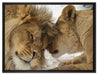 Kuschelnde Löwen auf Leinwandbild gerahmt Größe 80x60
