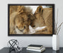Kuschelnde Löwen auf Leinwandbild gerahmt mit Kirschblüten