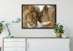 Kuschelnde Löwen auf Leinwandbild gerahmt verschiedene Größen im Wohnzimmer