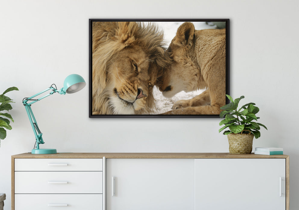 Kuschelnde Löwen auf Leinwandbild gerahmt verschiedene Größen im Wohnzimmer