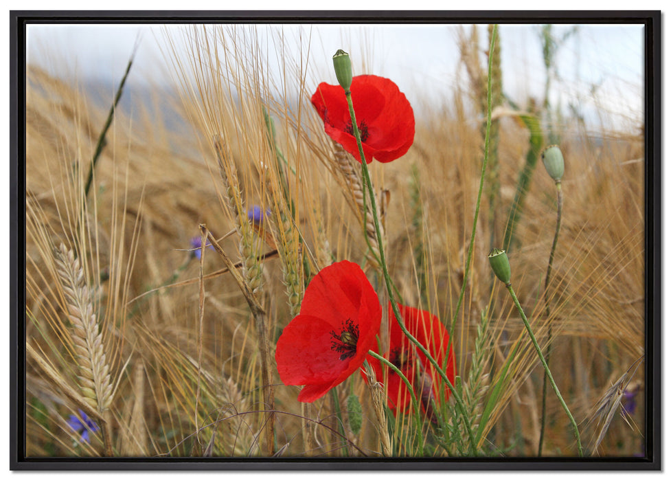 Mohnblumen im Getreidefeld auf Leinwandbild gerahmt Größe 100x70