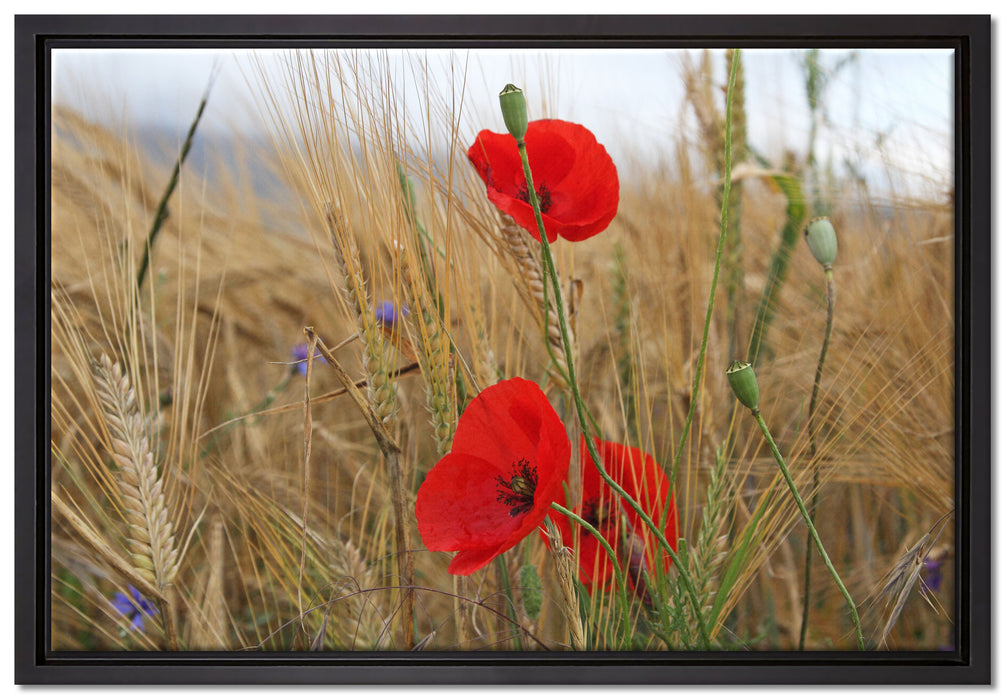Mohnblumen im Getreidefeld auf Leinwandbild gerahmt Größe 60x40