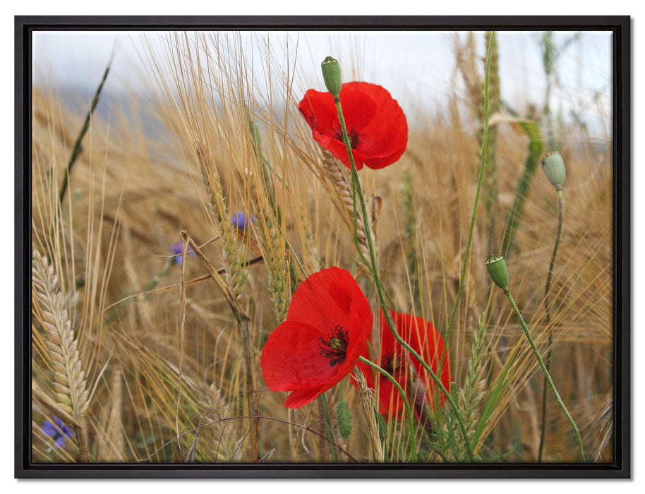 Mohnblumen im Getreidefeld auf Leinwandbild gerahmt Größe 80x60