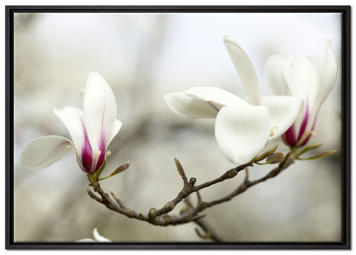 Weiße Baumblüten auf Leinwandbild gerahmt Größe 100x70