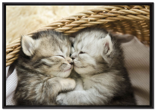 Baby Katze auf Leinwandbild gerahmt Größe 100x70