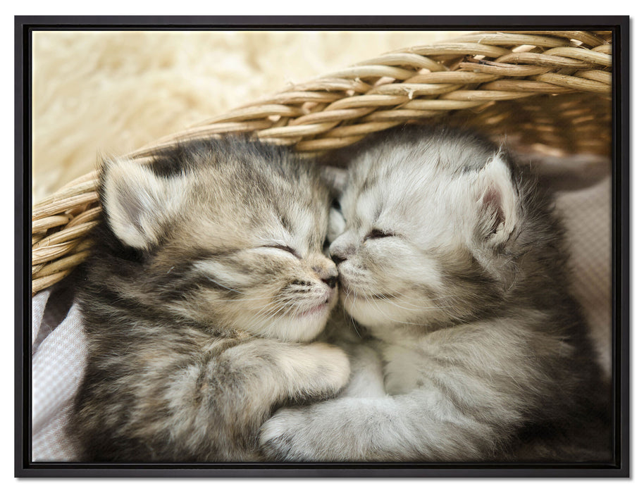 Baby Katze auf Leinwandbild gerahmt Größe 80x60