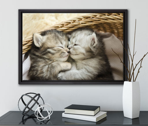 Baby Katze auf Leinwandbild gerahmt mit Kirschblüten