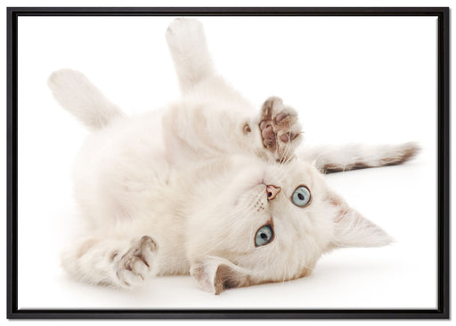 Kleine Katze auf Leinwandbild gerahmt Größe 100x70