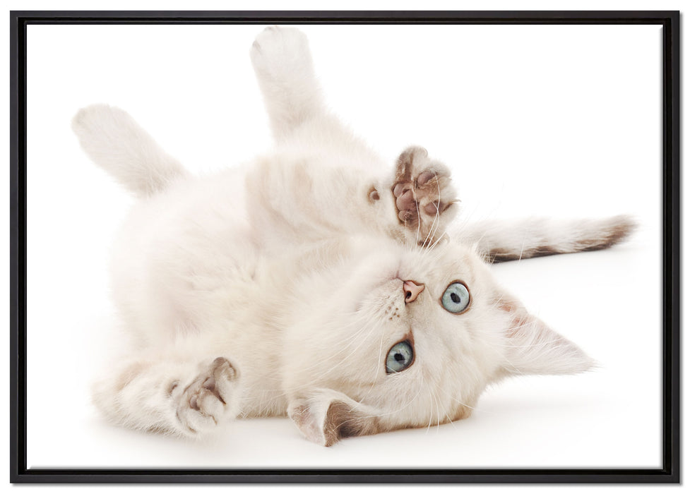 Kleine Katze auf Leinwandbild gerahmt Größe 100x70