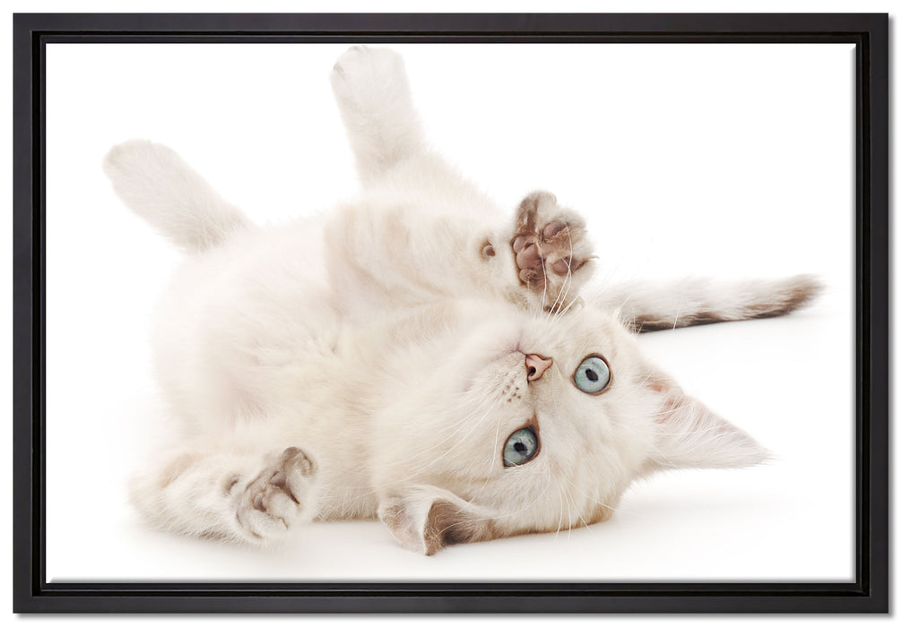 Kleine Katze auf Leinwandbild gerahmt Größe 60x40