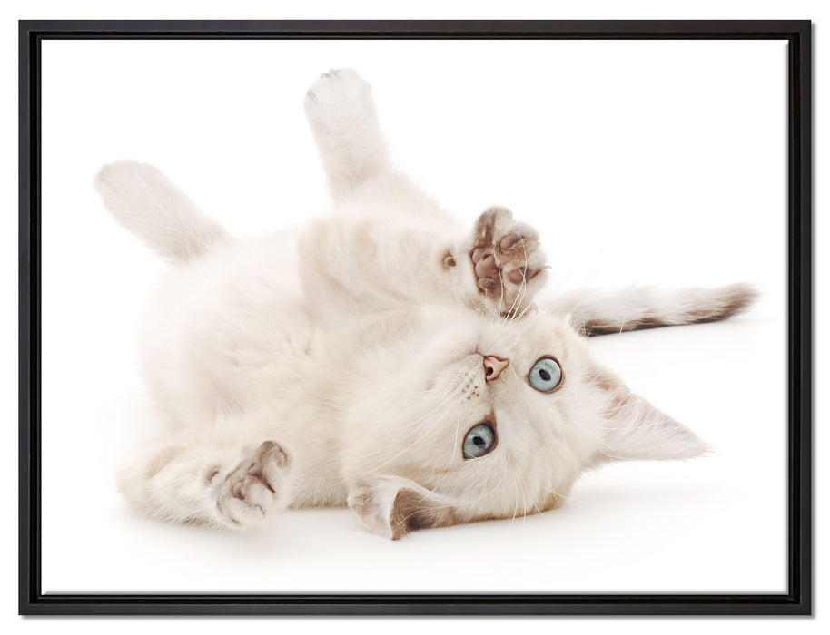 Kleine Katze auf Leinwandbild gerahmt Größe 80x60