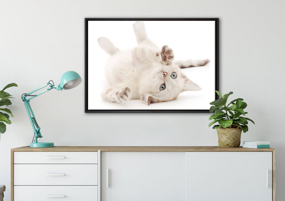 Kleine Katze auf Leinwandbild gerahmt verschiedene Größen im Wohnzimmer