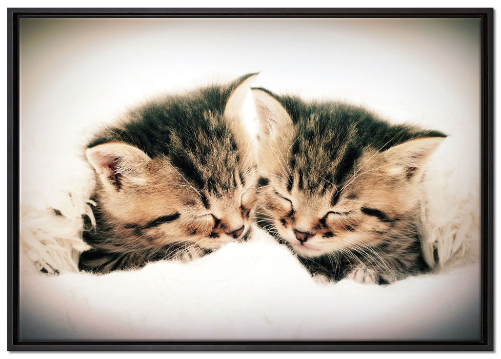 Katzen Herzform auf Leinwandbild gerahmt Größe 100x70