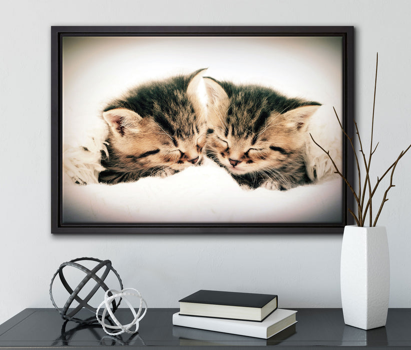 Katzen Herzform auf Leinwandbild gerahmt mit Kirschblüten