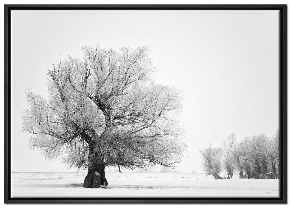 Bäume im Schnee Nebel auf Leinwandbild gerahmt Größe 100x70