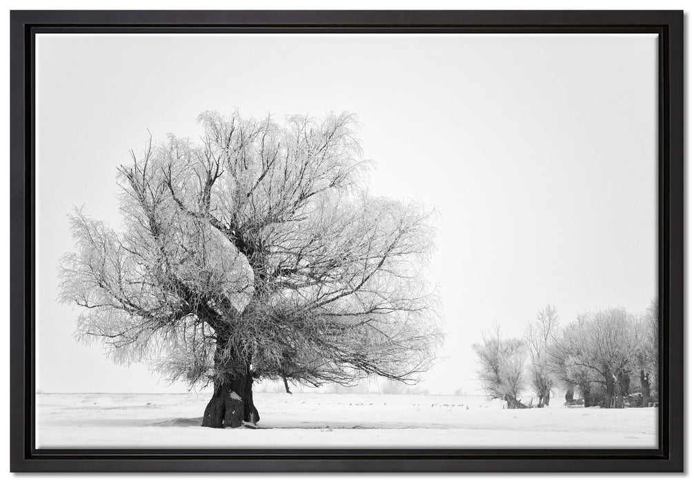 Bäume im Schnee Nebel auf Leinwandbild gerahmt Größe 60x40