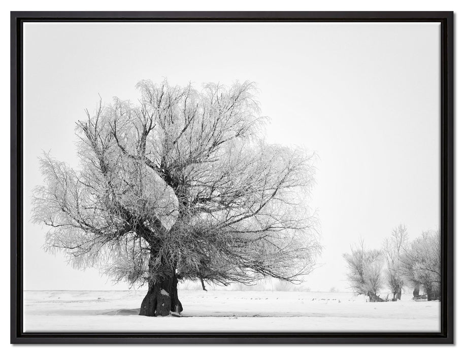 Bäume im Schnee Nebel auf Leinwandbild gerahmt Größe 80x60