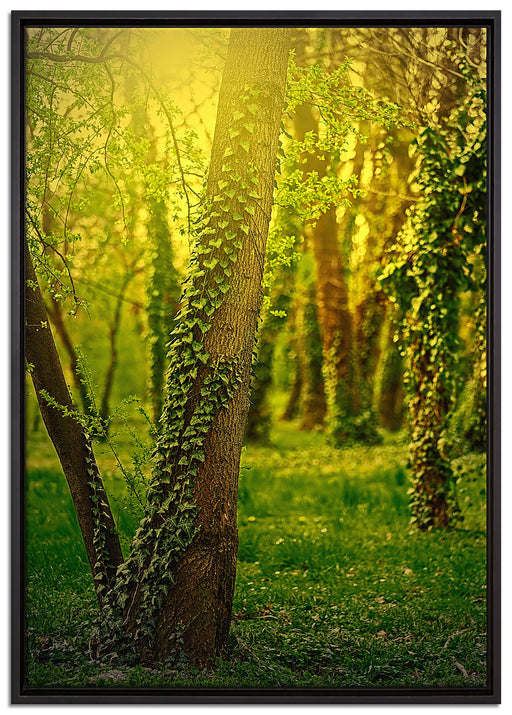 Bäume und Efeu auf Leinwandbild gerahmt Größe 100x70