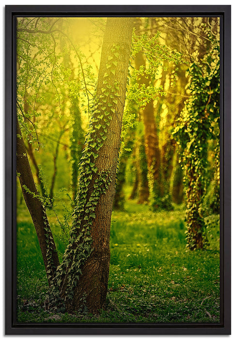 Bäume und Efeu auf Leinwandbild gerahmt Größe 60x40