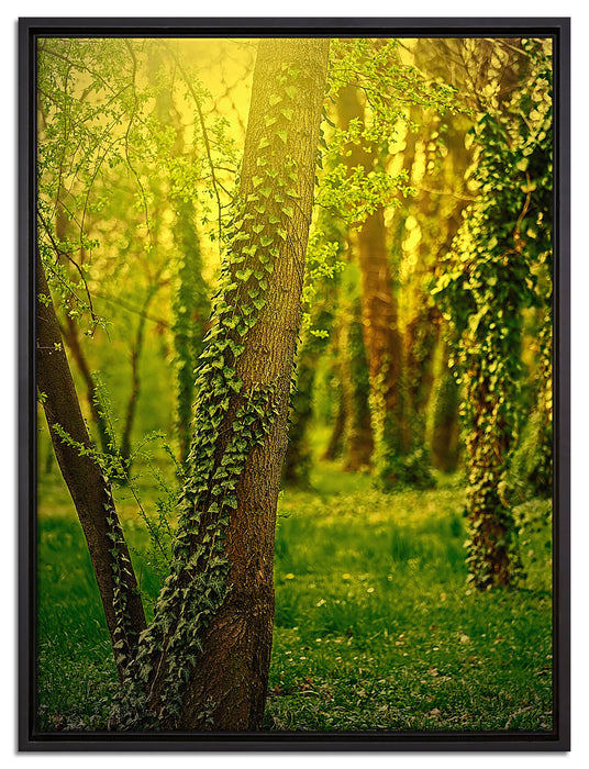 Bäume und Efeu auf Leinwandbild gerahmt Größe 80x60