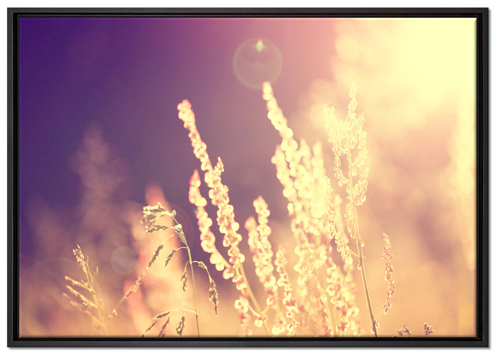 Gräser im Sonnenuntergang auf Leinwandbild gerahmt Größe 100x70