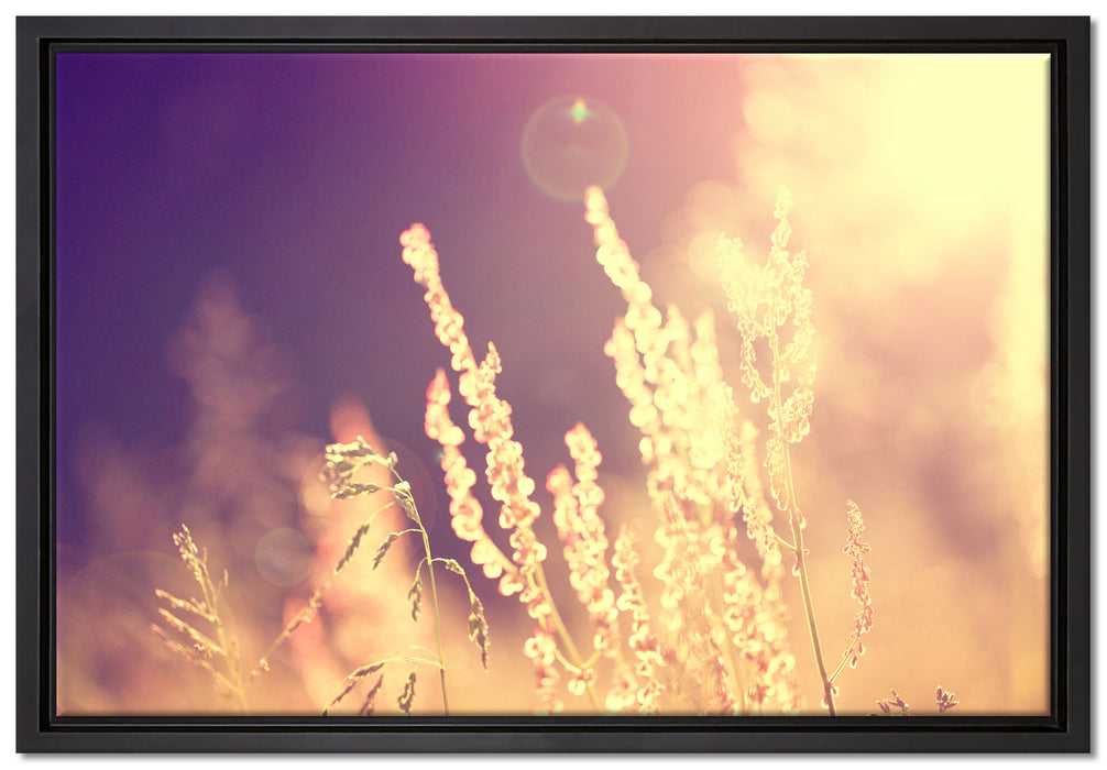 Gräser im Sonnenuntergang auf Leinwandbild gerahmt Größe 60x40