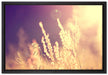 Gräser im Sonnenuntergang auf Leinwandbild gerahmt Größe 60x40