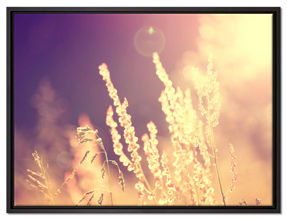 Gräser im Sonnenuntergang auf Leinwandbild gerahmt Größe 80x60
