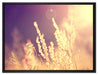 Gräser im Sonnenuntergang auf Leinwandbild gerahmt Größe 80x60