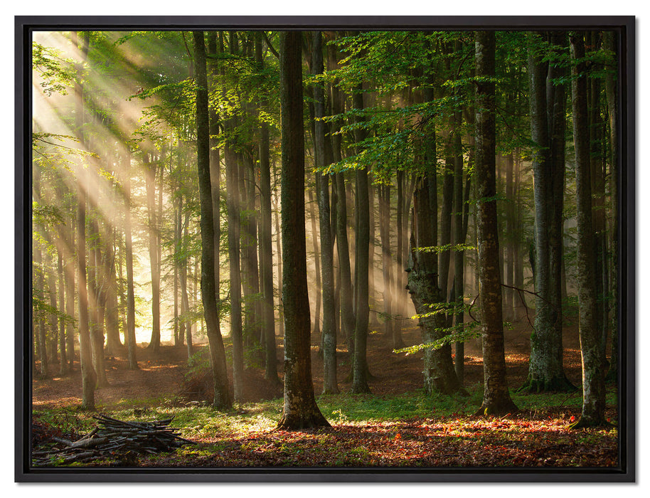Bäume im auf Leinwandbild gerahmt Größe 80x60