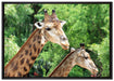 Giraffen auf Leinwandbild gerahmt Größe 100x70