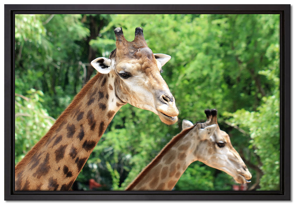 Giraffen auf Leinwandbild gerahmt Größe 60x40