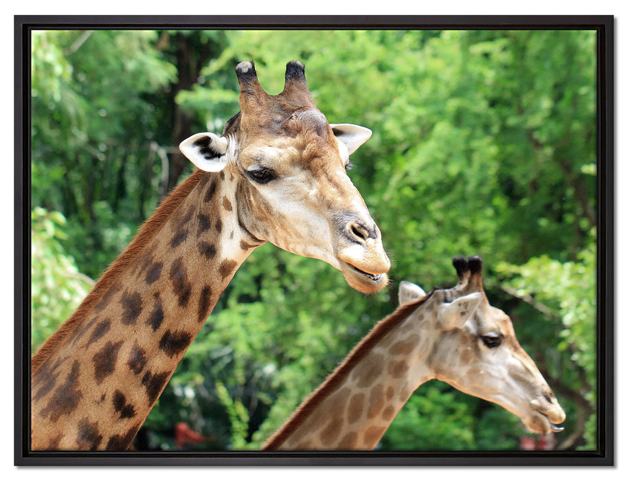Giraffen auf Leinwandbild gerahmt Größe 80x60