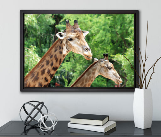 Giraffen auf Leinwandbild gerahmt mit Kirschblüten