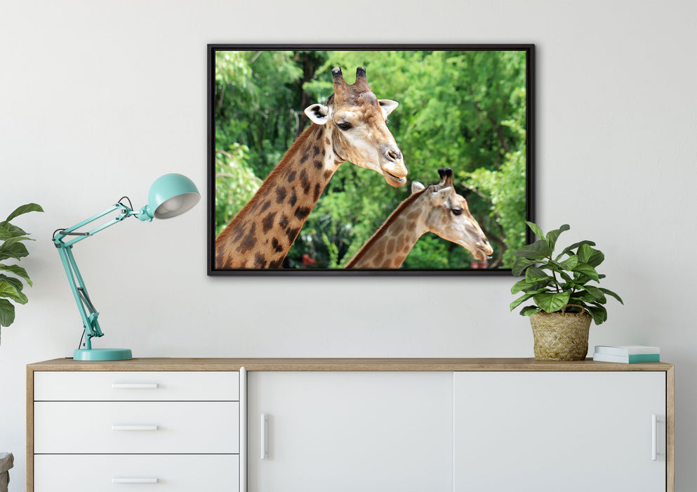 Giraffen auf Leinwandbild gerahmt verschiedene Größen im Wohnzimmer
