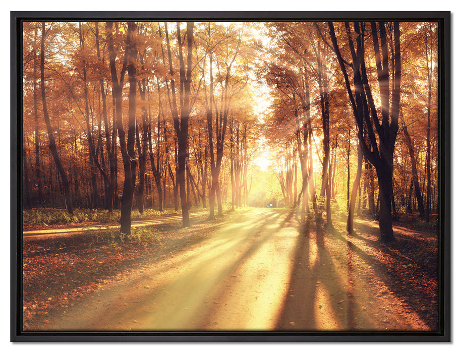 Baumallee im Herbst auf Leinwandbild gerahmt Größe 80x60