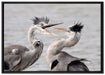 Zankende Vögel auf Leinwandbild gerahmt Größe 100x70