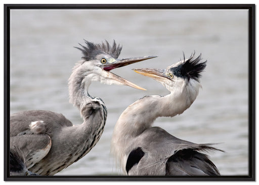Zankende Vögel auf Leinwandbild gerahmt Größe 100x70