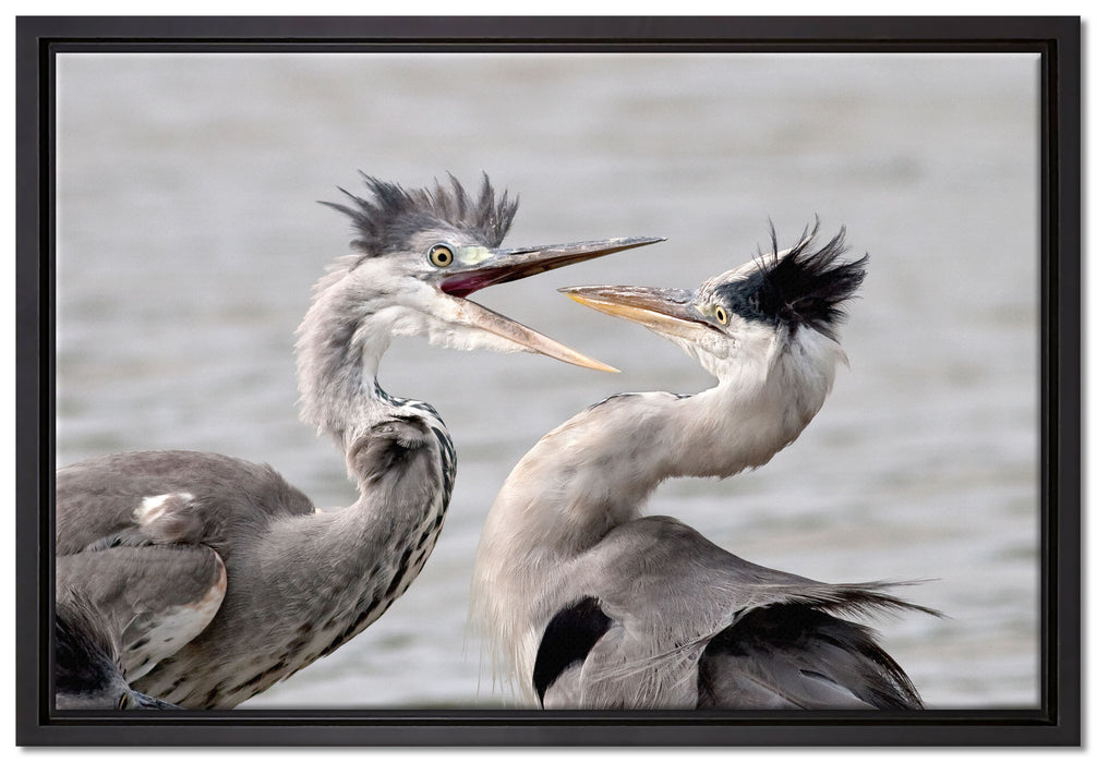 Zankende Vögel auf Leinwandbild gerahmt Größe 60x40
