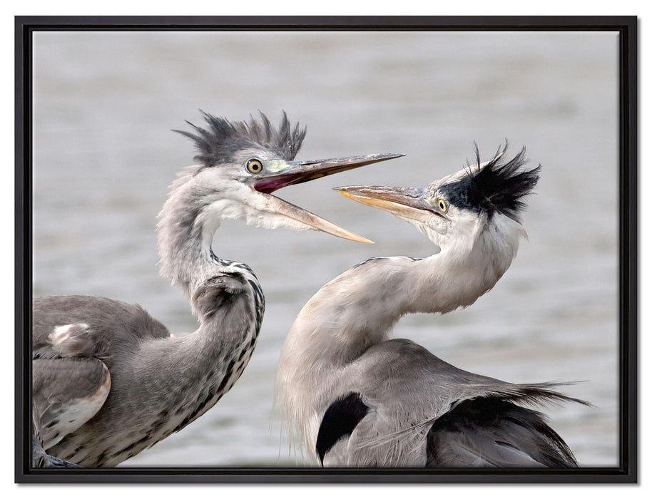 Zankende Vögel auf Leinwandbild gerahmt Größe 80x60