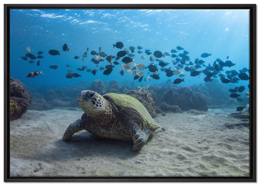 Schildkröte am Meeresboden auf Leinwandbild gerahmt Größe 100x70