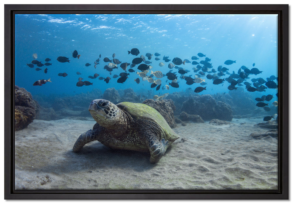 Schildkröte am Meeresboden auf Leinwandbild gerahmt Größe 60x40