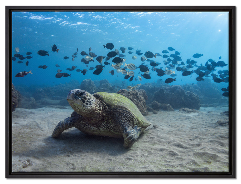 Schildkröte am Meeresboden auf Leinwandbild gerahmt Größe 80x60