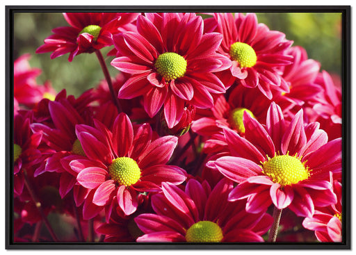 Rote Blüten auf Leinwandbild gerahmt Größe 100x70